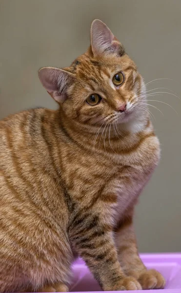 Рыжая Кошка Сидит Рядом — стоковое фото