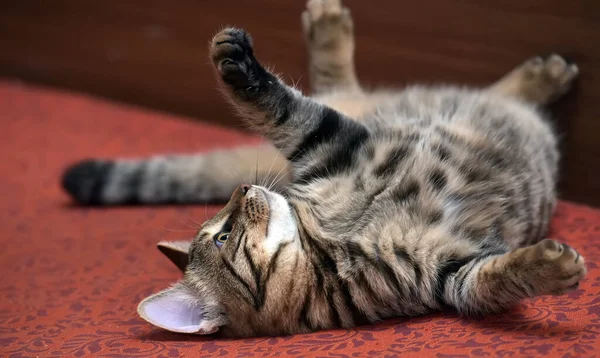 Gato Tabby Satisfeito Deitado Cabeça Para Baixo — Fotografia de Stock