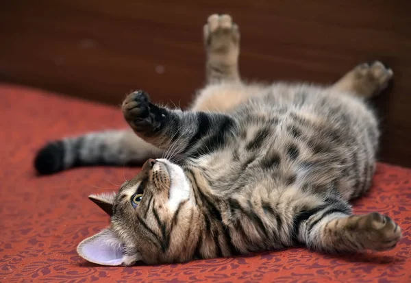 Tevreden Tabby Kat Liggend Ondersteboven — Stockfoto