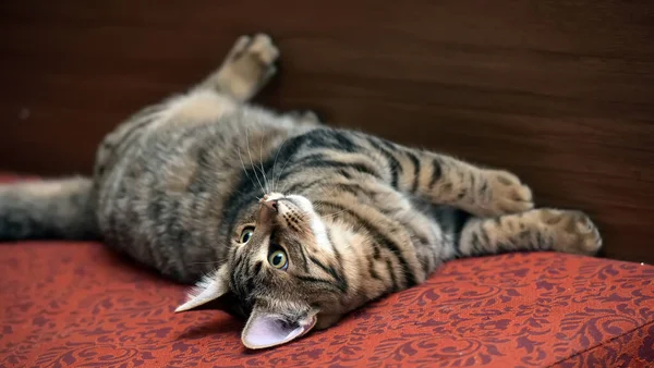 Довольная Кошка Лежит Вверх Ногами — стоковое фото