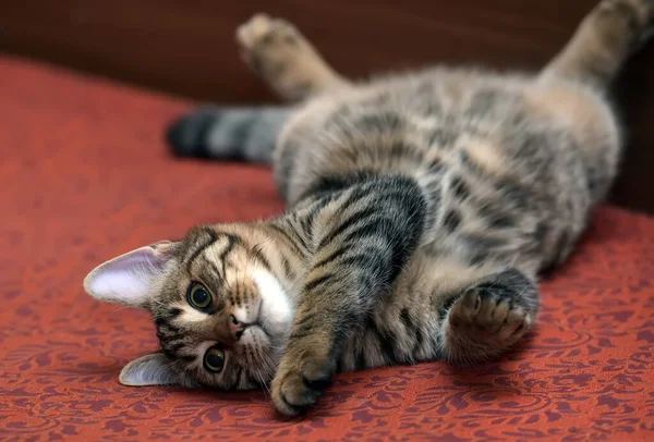 Gato Tabby Satisfeito Deitado Cabeça Para Baixo — Fotografia de Stock