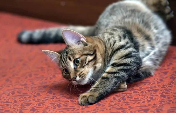 Tevreden Tabby Kat Liggend Ondersteboven — Stockfoto