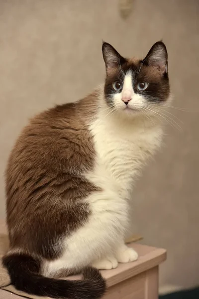 Cokelat Dengan Kucing Thai Putih Dengan Mata Biru — Stok Foto