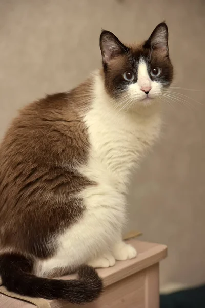 Braun Mit Weißer Thailändischer Katze Mit Blauen Augen — Stockfoto