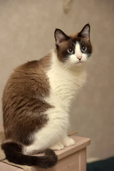 红褐色 蓝眼睛的白色泰爱猫 — 图库照片
