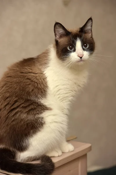 Brun Med Vit Thai Katt Med Blå Ögon — Stockfoto