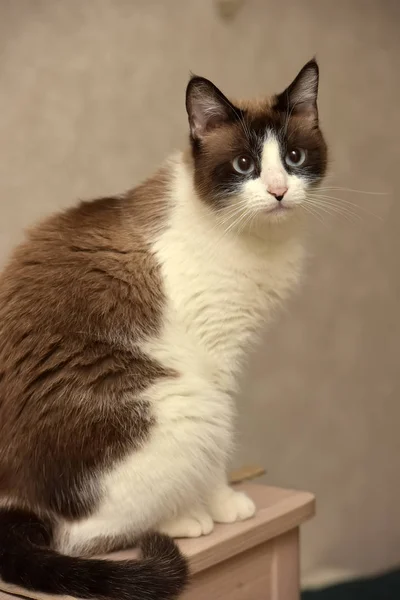 Cokelat Dengan Kucing Thai Putih Dengan Mata Biru — Stok Foto