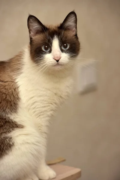 红褐色 蓝眼睛的白色泰爱猫 — 图库照片