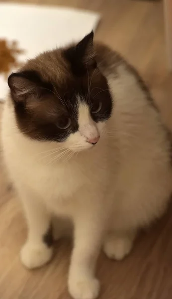 Brun Med Vit Thai Katt Med Blå Ögon — Stockfoto