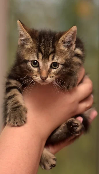 Piccolo Simpatico Gattino Strisce Mano — Foto Stock