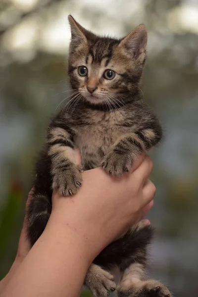 Kleines Niedliches Gestreiftes Kätzchen Den Händen — Stockfoto