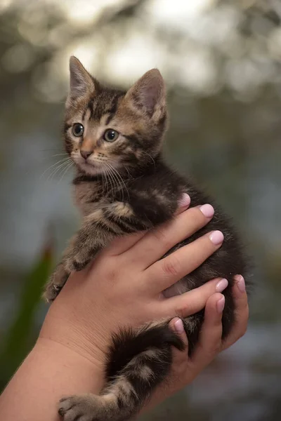 Küçük Çizgili Kedi Yavrusu Ellerinde — Stok fotoğraf