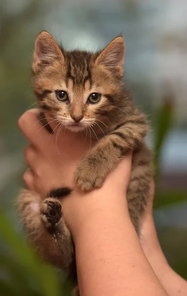 Küçük Çizgili Kedi Yavrusu Ellerinde — Stok fotoğraf