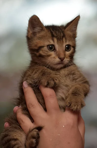 小巧可爱的条纹猫在手中 — 图库照片