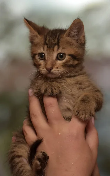 Piccolo Simpatico Gattino Strisce Mano — Foto Stock