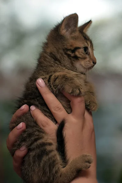 Piccolo Simpatico Gattino Strisce Mano — Foto Stock