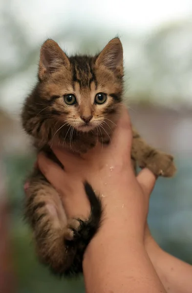 Piccolo Simpatico Gattino Strisce Mano — Foto Stock