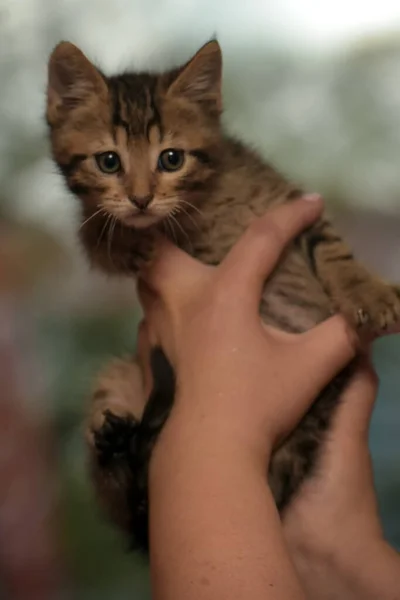Klein Schattig Gestreept Kitten Handen — Stockfoto