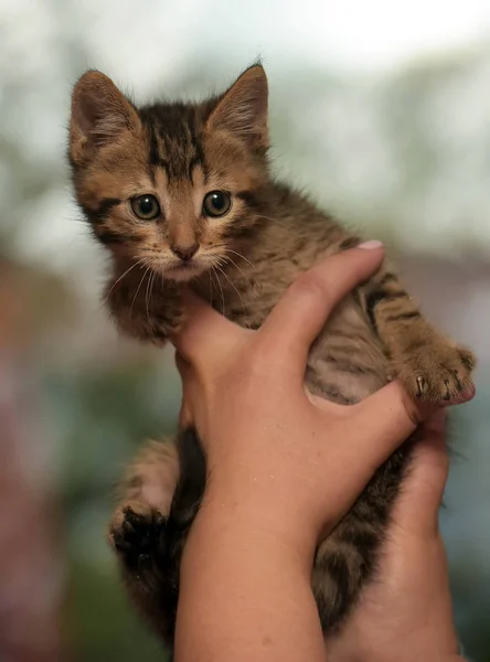小巧可爱的条纹猫在手中 — 图库照片