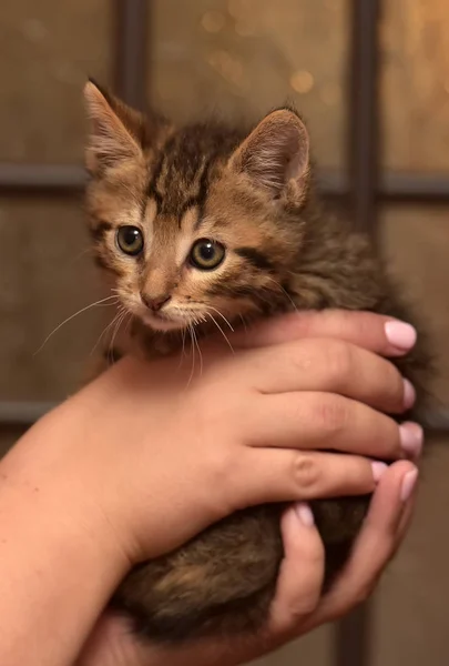Klein Schattig Gestreept Kitten Handen — Stockfoto