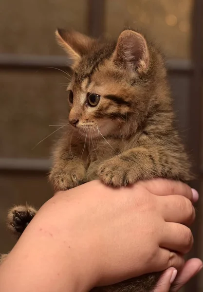Küçük Çizgili Kedi Yavrusu Ellerinde — Stok fotoğraf