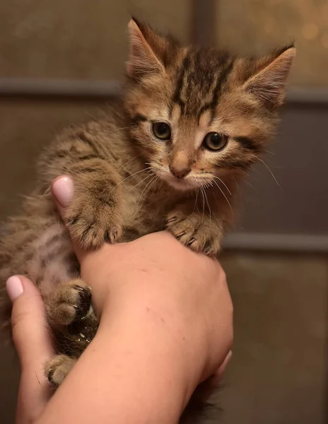 Piccolo Simpatico Gattino Strisce Mano — Foto Stock