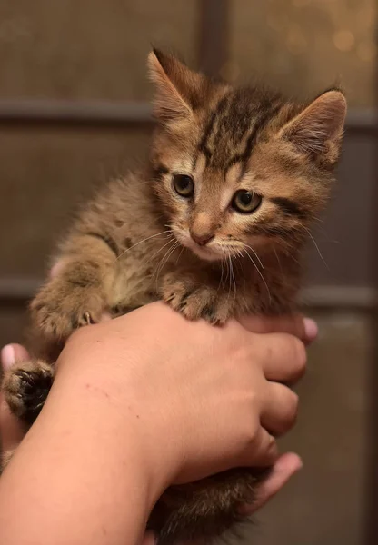 Little Cute Striped Kitten Hands — Stock Photo, Image