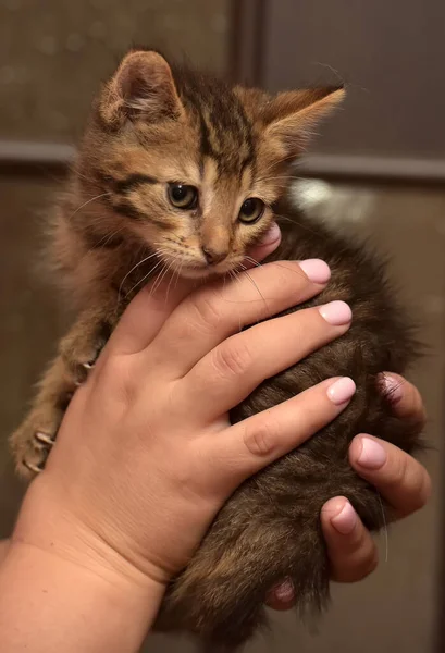 Kleines Niedliches Gestreiftes Kätzchen Den Händen — Stockfoto