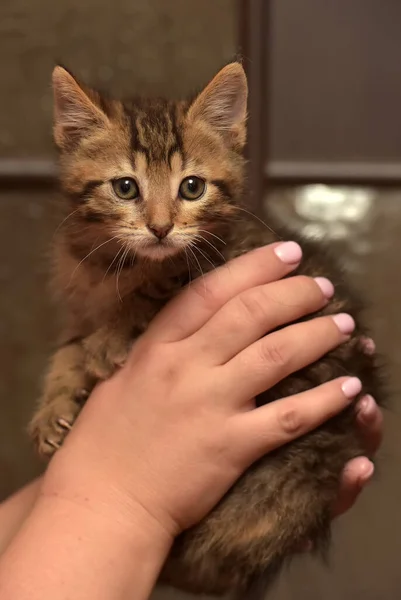 Liten Söt Randig Kattunge Händerna — Stockfoto