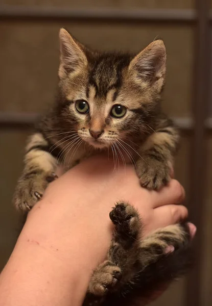 Liten Söt Randig Kattunge Händerna — Stockfoto