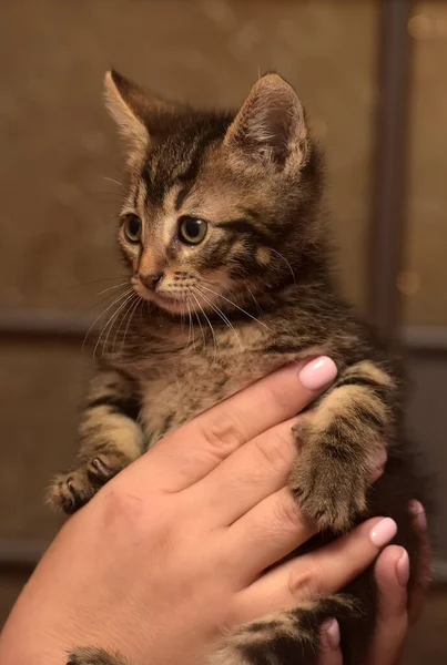 Klein Schattig Gestreept Kitten Handen — Stockfoto