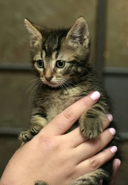 Little Cute Striped Kitten Hands — Stock Photo, Image