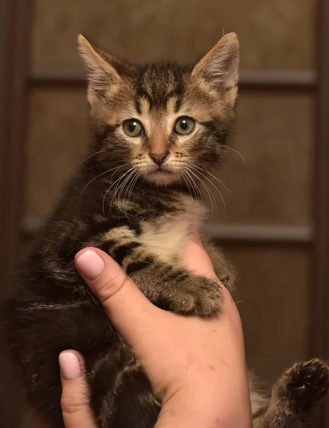 かわいいストライプの子猫を手に — ストック写真