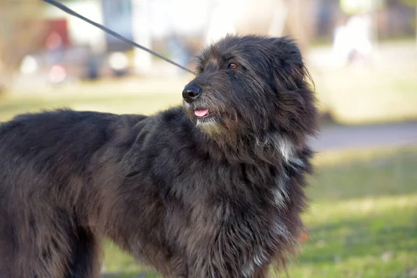 Yazın Yürüyüşe Çıkan Kara Köpek Mestizo Terrier — Stok fotoğraf