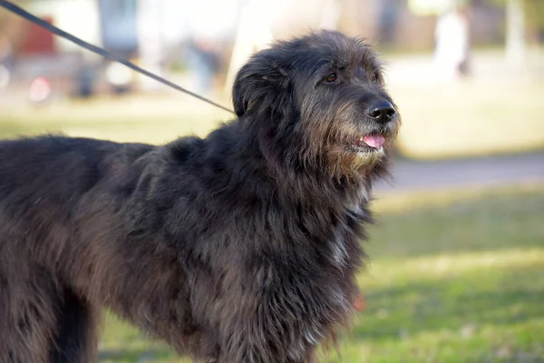 Zwarte Hond Mestizo Terrier Voor Een Wandeling Zomer — Stockfoto
