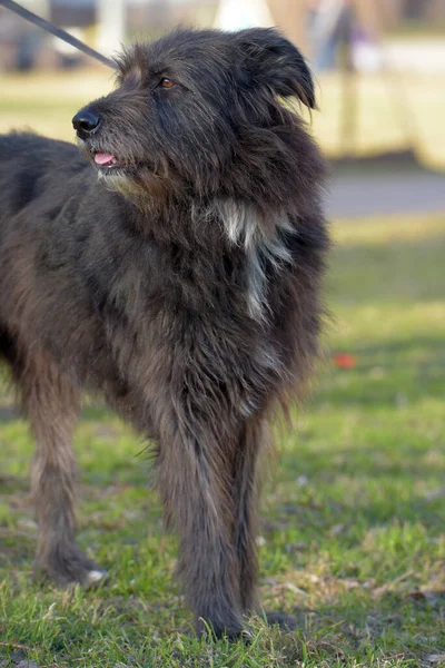 Yazın Yürüyüşe Çıkan Kara Köpek Mestizo Terrier — Stok fotoğraf