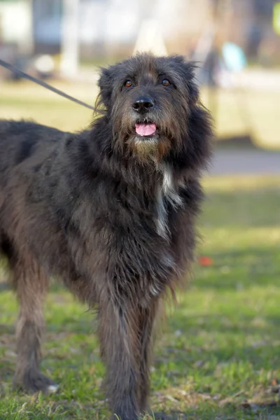 Cão Preto Mestiço Terrier Para Passeio Verão — Fotografia de Stock