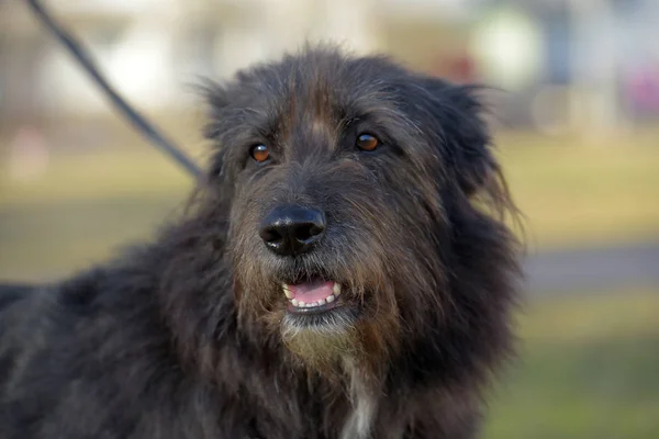 Black Dog Mestizo Terrier Walk Summer — Stock Photo, Image