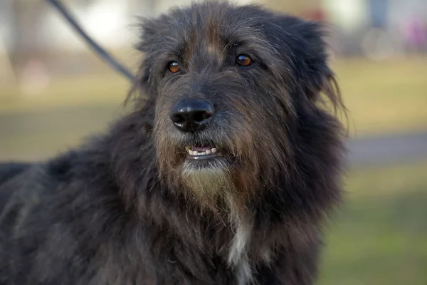Cão Preto Mestiço Terrier Para Passeio Verão — Fotografia de Stock