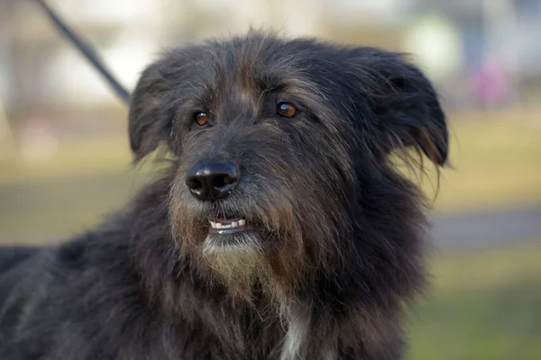 Yazın Yürüyüşe Çıkan Kara Köpek Mestizo Terrier — Stok fotoğraf