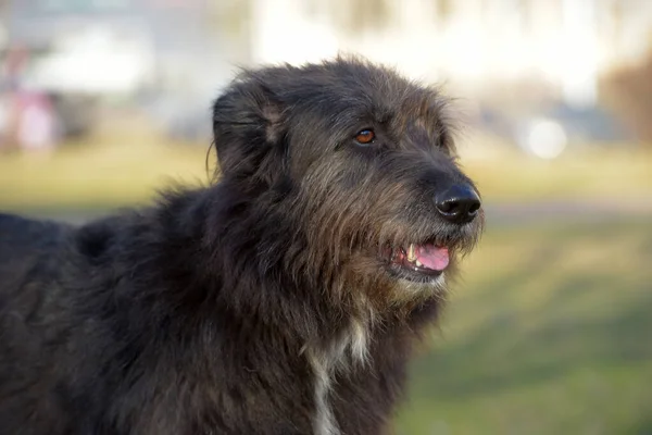 Cão Preto Mestiço Terrier Para Passeio Verão — Fotografia de Stock