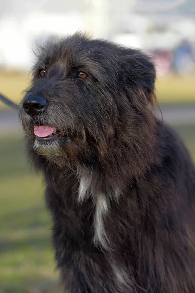 Negro Perro Mestizo Terrier Para Paseo Verano —  Fotos de Stock