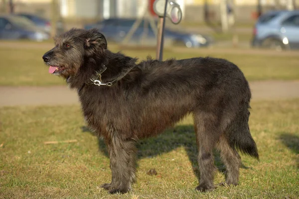 Schwarzer Hund Mestizo Terrier Für Einen Spaziergang Sommer — Stockfoto