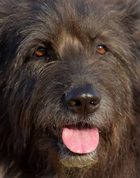 Cão Preto Mestiço Terrier Para Passeio Verão — Fotografia de Stock