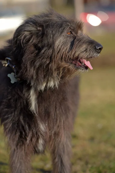 Nero Cane Mestizo Terrier Una Passeggiata Estate — Foto Stock