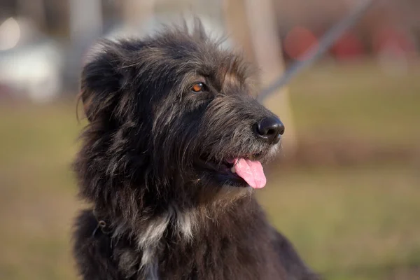 Chien Noir Mestizo Terrier Pour Une Promenade Été — Photo