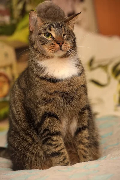 Large Striped One Eyed Cat Shelter — Stock Photo, Image