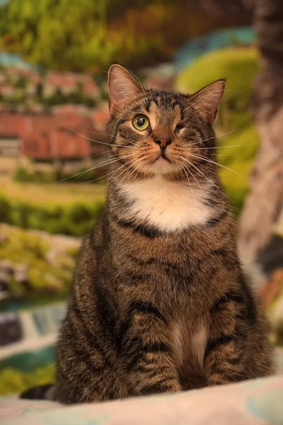 Large Striped One Eyed Cat Shelter — Stock Photo, Image