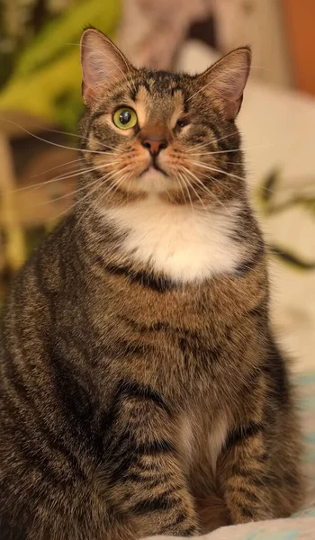 Grote Gestreepte Eenogige Kat Een Schuilplaats — Stockfoto