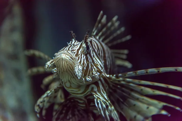 Akvaryumda Aslan Balığı Pterois Mil Scorpaeniformes — Stok fotoğraf